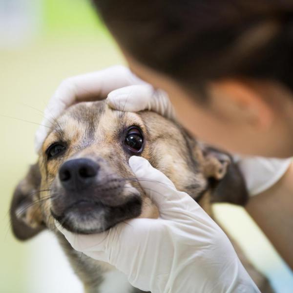 Nistagmo en perros: Síntomas, causas y tratamiento explicado
