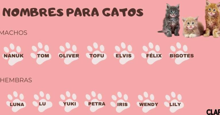 Nombres originales para gatos frikis