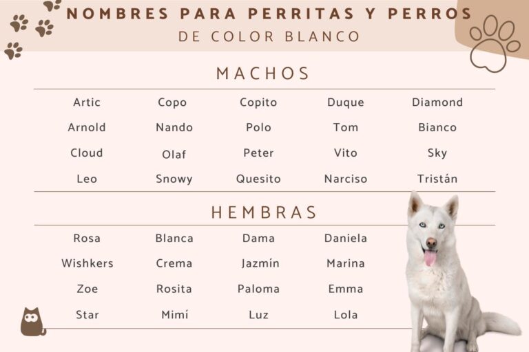 Nombres para perros blancos: ideas para machos y hembras