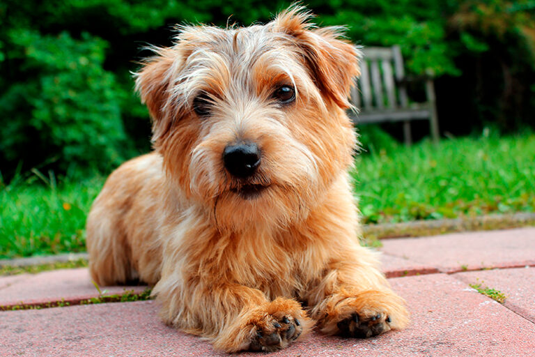 Norfolk Terrier: La raza de perros ideal para tu hogar