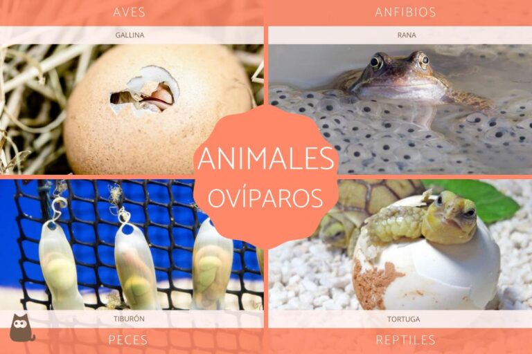 Oviparos: Todo lo que debes saber sobre estos animales