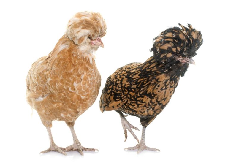 Paduanos: Los gallos y gallinas de la famosa raza Paduana