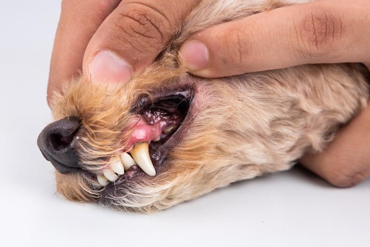 Papiloma en perros: causas, síntomas y tratamiento de esta enfermedad