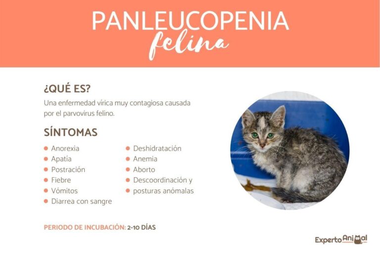 Parvovirus en gatos: Contagio, síntomas y tratamiento explicado