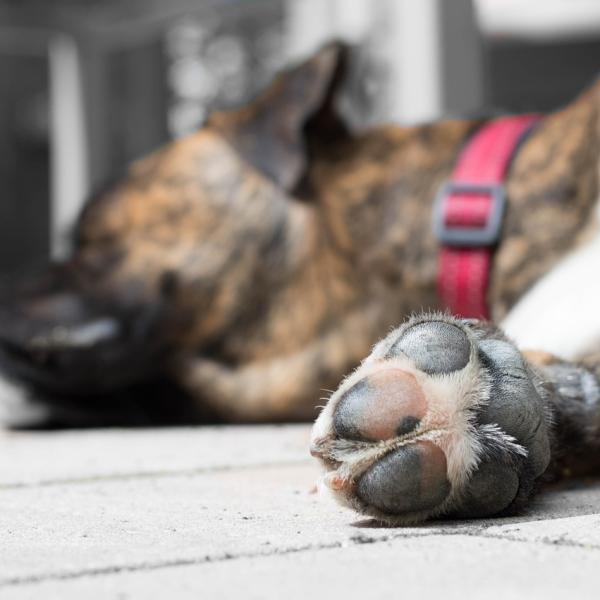 Patas hinchadas en perros: causas y soluciones efectivas