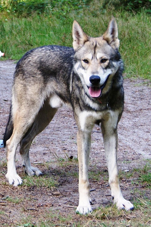 Perro Lobo de Saarloos: La Fascinante Raza Canina