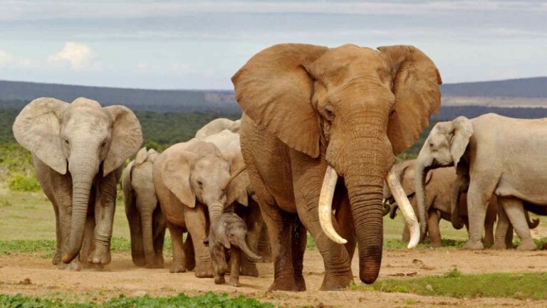 Peso de un Elefante: Información Esencial