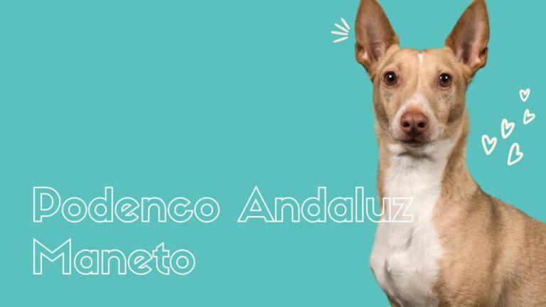 Podenco Maneto: La Versatilidad del Perro Andaluz
