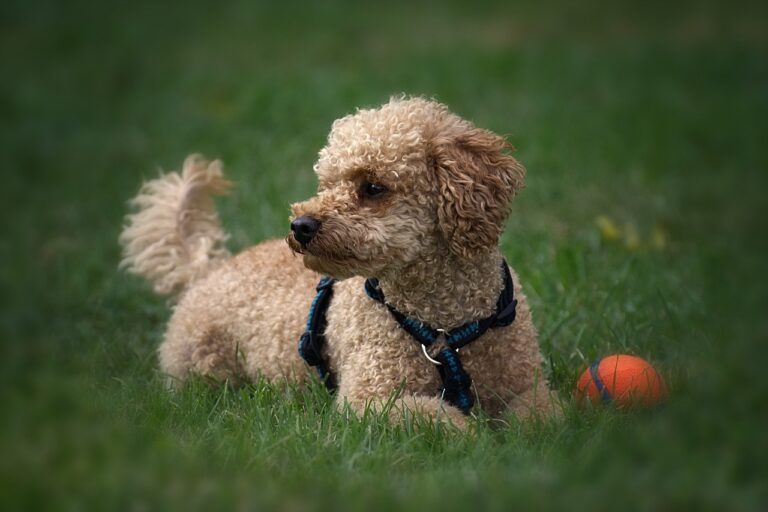 Poodle Toy: La elegancia en razas de perros