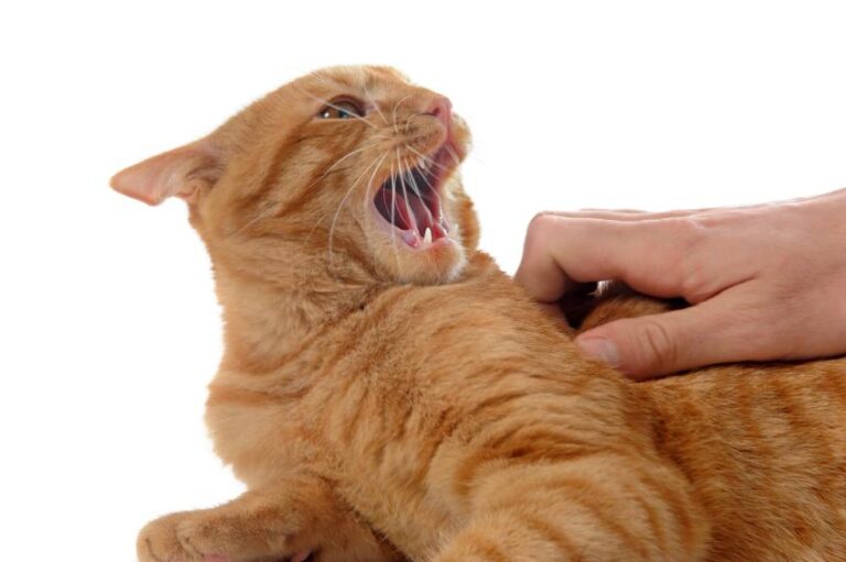 Por qué mi gato me ataca: Sorprendentes manotazos