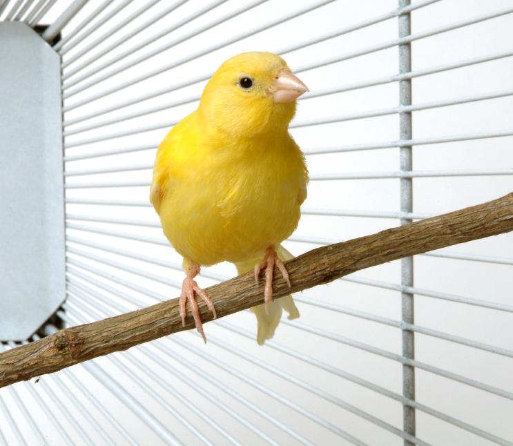 Prevención y tratamiento de piojos en canarios