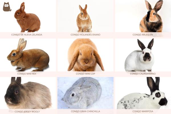 Razas de conejos y sus características: todo lo que necesitas saber