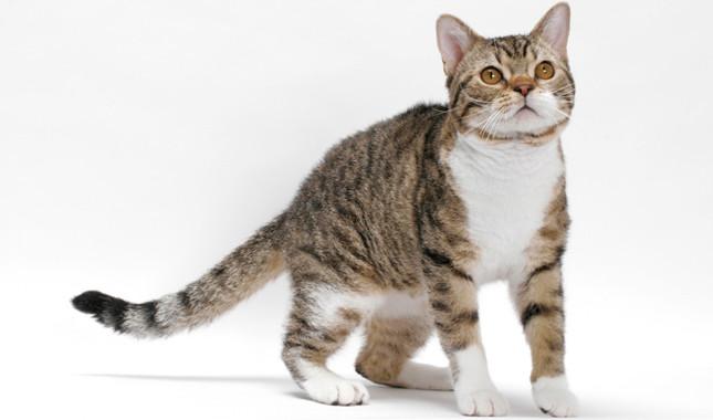 Razas de gatos: American Wirehair, una belleza felina