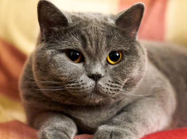 Razas de gatos de nariz chata: la peculiaridad de los gatos de cara aplastada