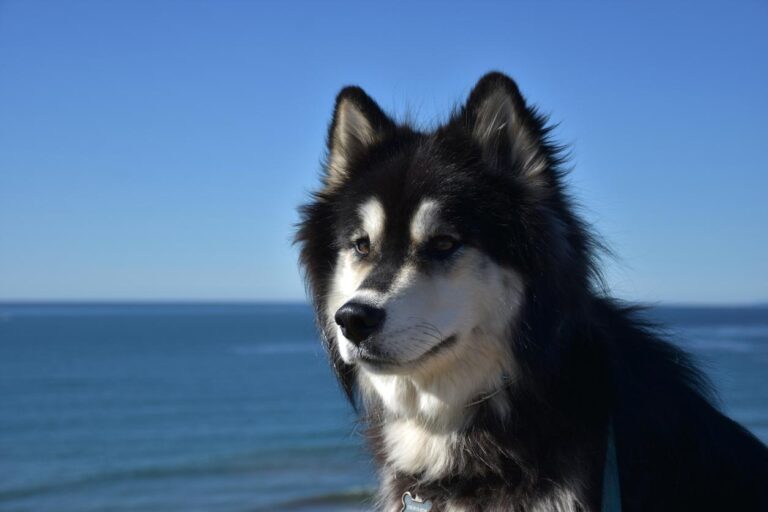 Razas de perros Alusky: El equilibrio perfecto en tu mascota