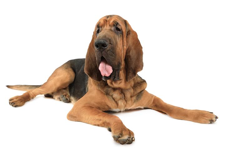 Razas de perros: Bloodhound, el majestuoso Perro de San Huberto