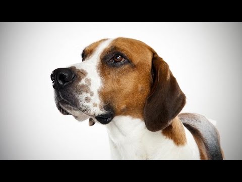 Razas de perros: El increíble Foxhound Inglés