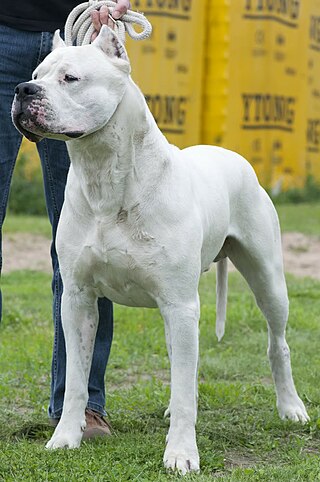 Razas de perros: El majestuoso Dogo Argentino