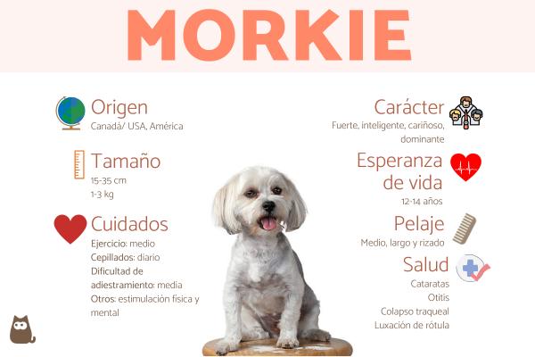 Razas de perros Morkie: Encuentra tu compañero peludo ideal