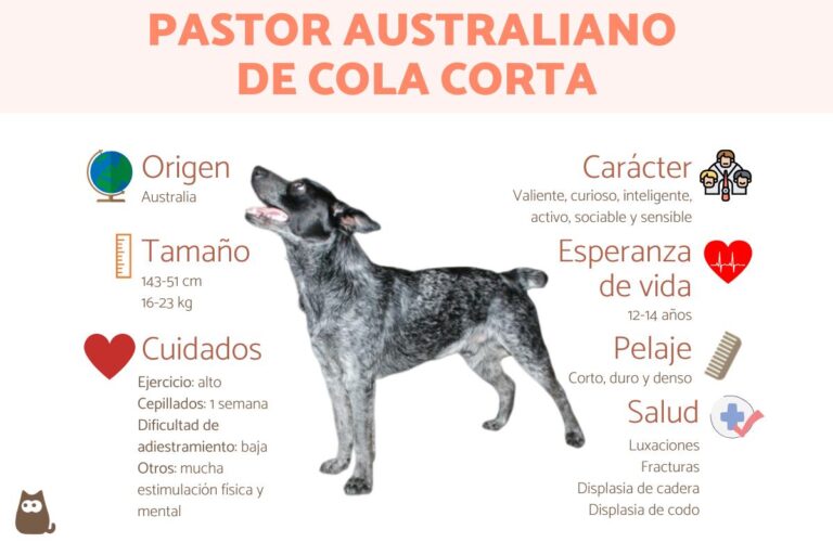 Razas de perros: Pastor Australiano de cola corta, una joya canina