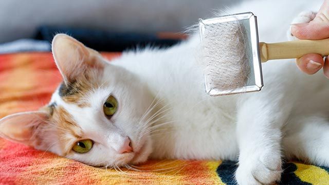 Remedios caseros efectivos para eliminar la caspa en gatos