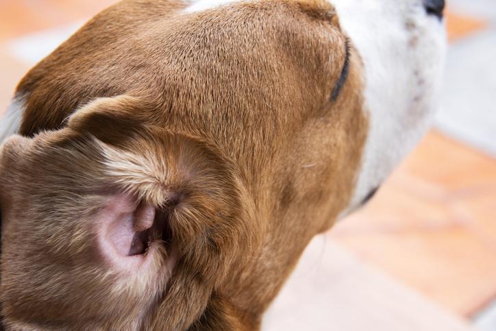 Remedios caseros para la infección de oído en perros: alivio para el picor en las orejas