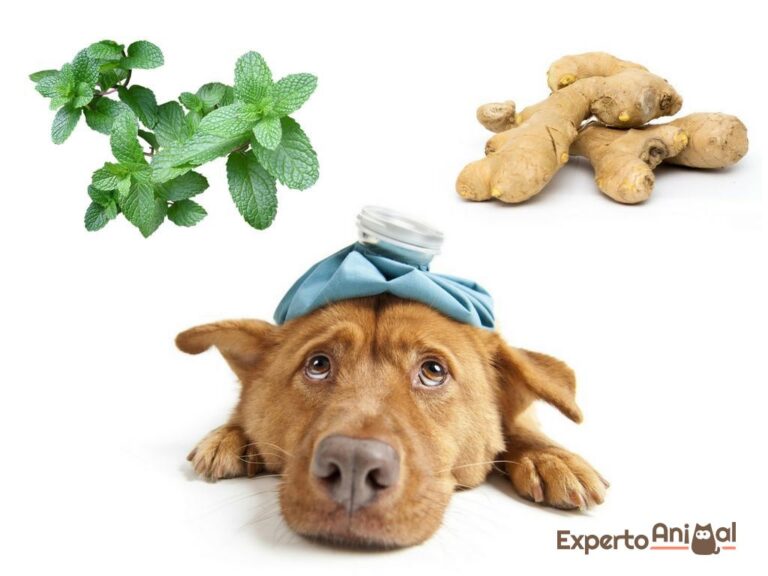 Remedios caseros para perros con vómito: soluciones naturales y efectivas