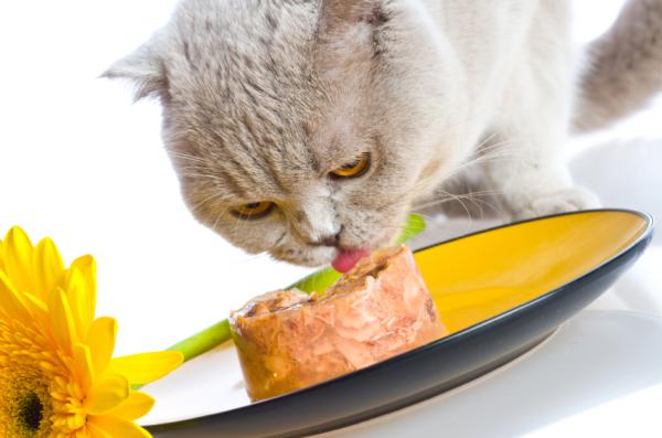 Remedios naturales antiinflamatorios para gatos: recetas caseras