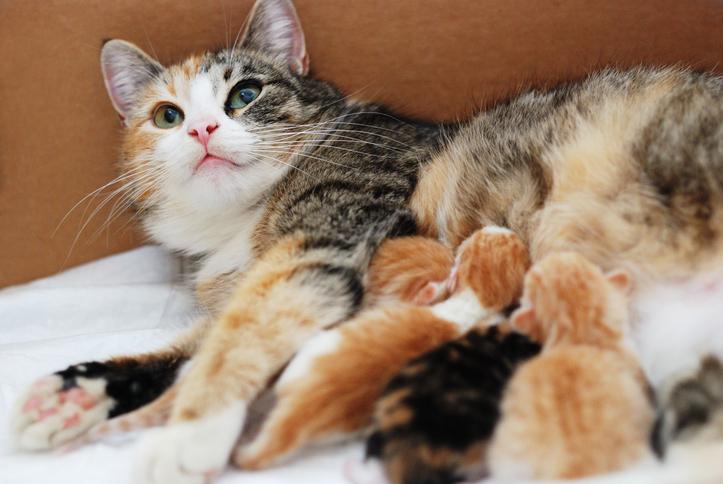 Señales y duración del parto en gatas: Todo lo que necesitas saber