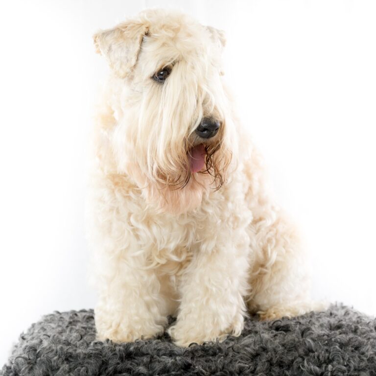 Soft Coated Wheaten Terrier Irlandés: Una Raza de Perros Encantadora