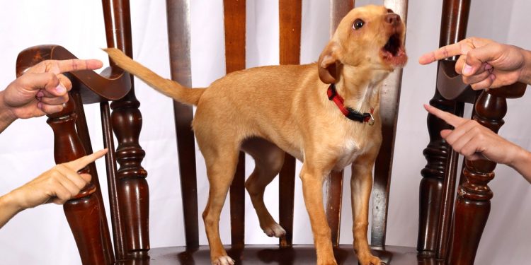 Soluciones legales para los ladridos molestos de tu perro