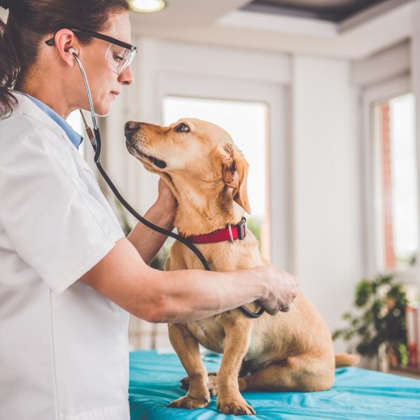 Soplo en el corazón en perros: síntomas y tratamiento completo