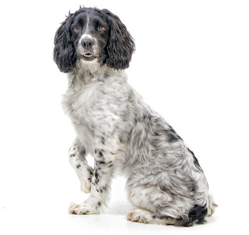 Springer Spaniel Inglés: La raza de perros perfecta para ti