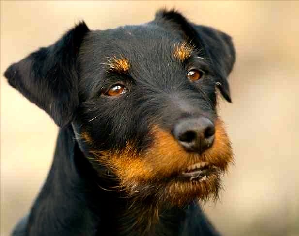 Terrier Alemán: La raza de perros más audaz y enérgica