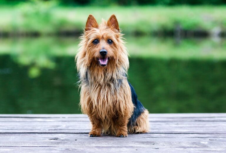Terrier Australiano: Todo lo que necesitas saber sobre esta raza de perros