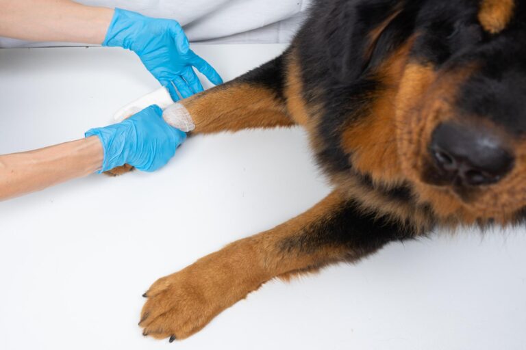 Tétanos en perros: Síntomas, tratamiento y contagio