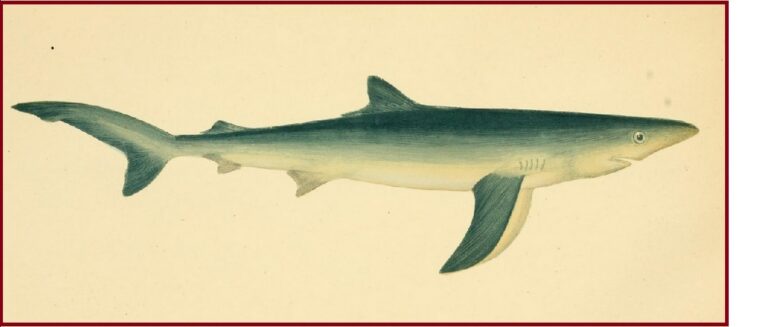 Tintorera: El fascinante mundo de los tiburones