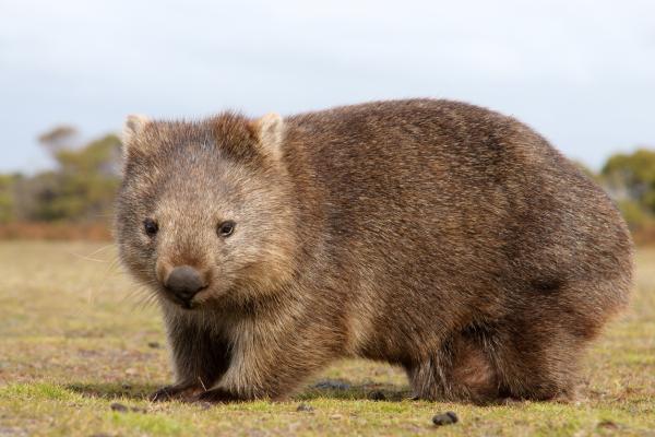 Tipos, características y curiosidades del Wombat: todo lo que debes saber