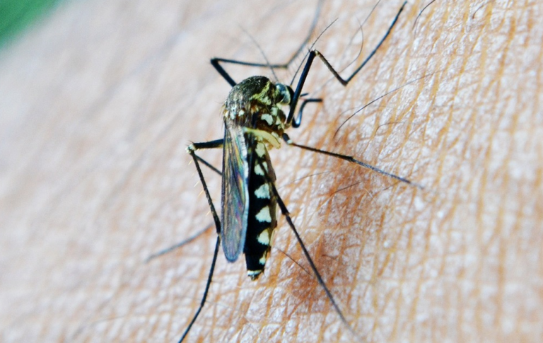 Tipos de Mosquitos Grandes: Una guía completa
