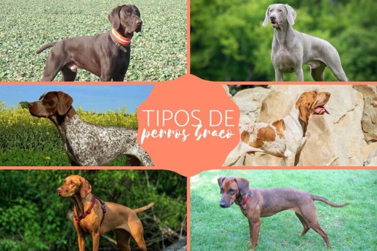 Tipos de perros Braco: Una guía completa para conocer estas increíbles razas