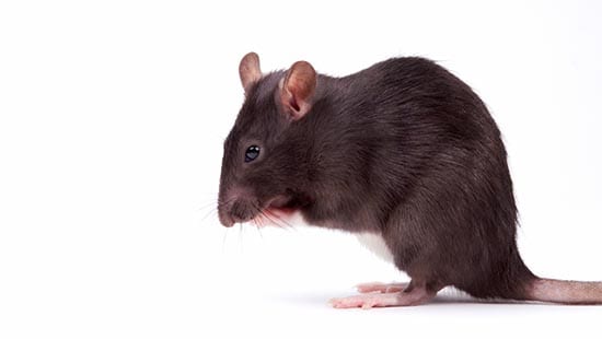 Tipos de roedores: una guía completa