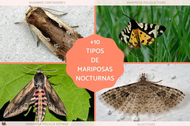 Tipos y características de las mariposas nocturnas: Un fascinante mundo al anochecer