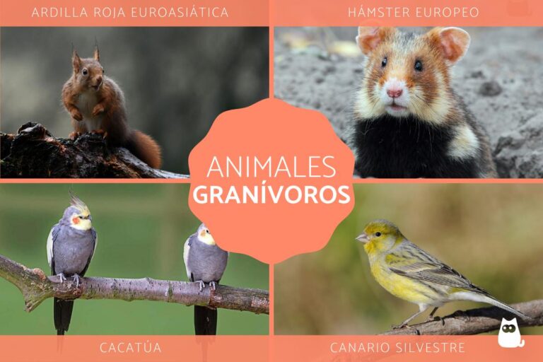 Tipos y ejemplos de animales granívoros: todo lo que debes saber