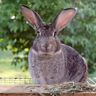 Toda la información sobre conejo chinchilla americano