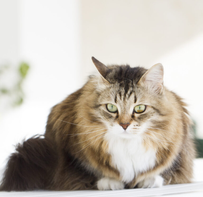 Todas las características del Gato Siberiano: Razas de Gatos