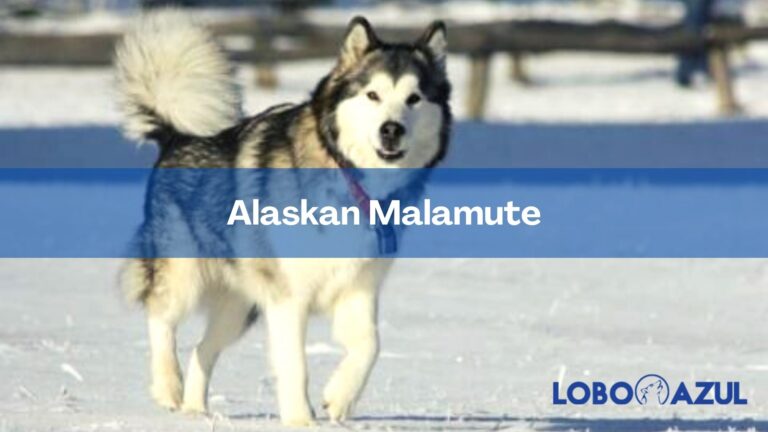 Todas las claves sobre el Alaskan Malamute, la majestuosa raza de perros de Alaska