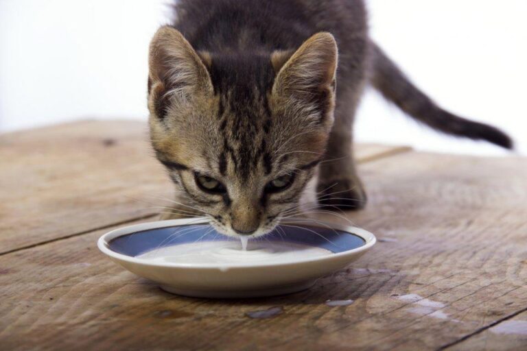 Todas las respuestas sobre si los gatos pueden beber leche semidesnatada
