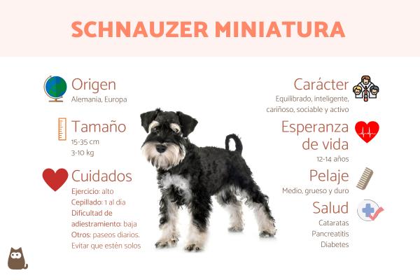 Todo sobre el Schnauzer Estándar: características y cuidados de esta raza canina