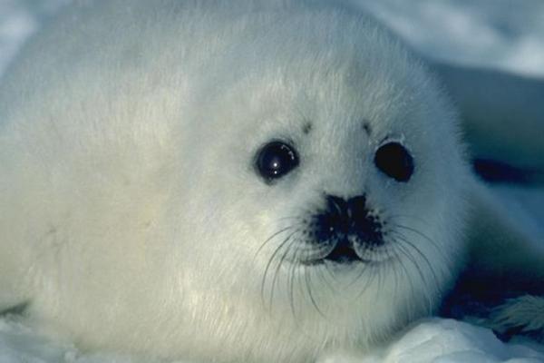 Todo sobre la alimentación de las adorables focas bebé