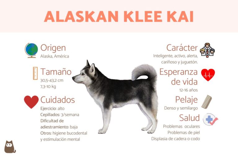 Todo sobre la fascinante raza de perros Alaskan Klee Kai
